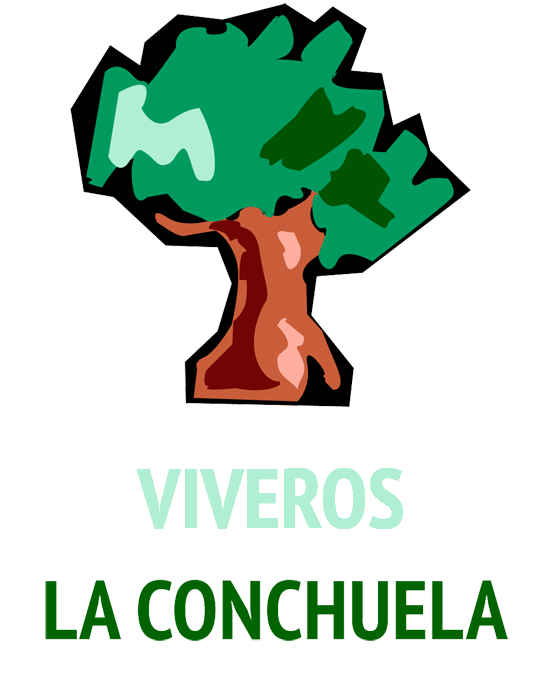 Viveros de olivos La Conchuela