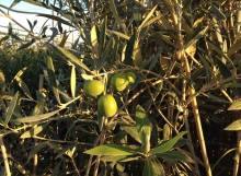 Variedad de olivo Lechín