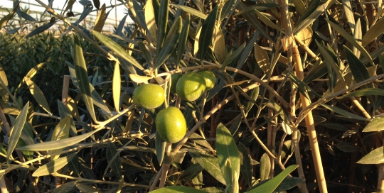Variedad de olivo Lechín